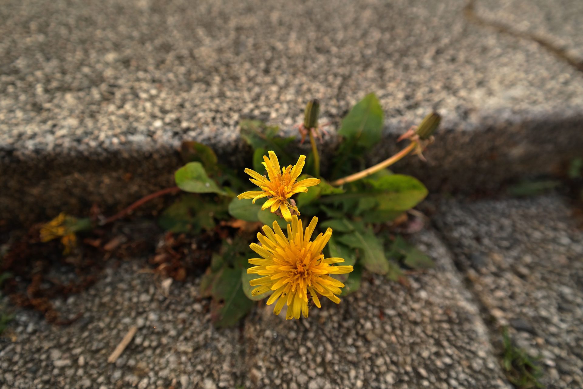 Two yellow dandelions growing from a crack in a concrete sidewalk